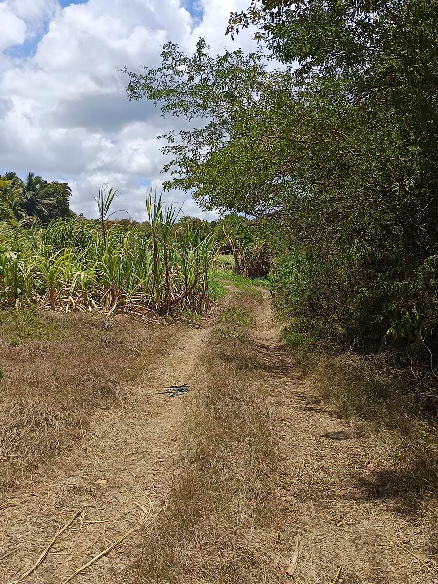 Chemin en lisière de champ de canne à sucre