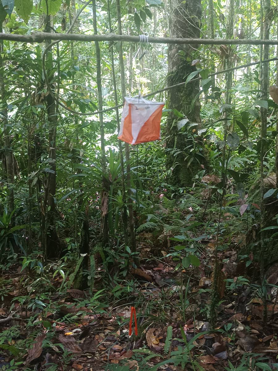 Course d'orientation en Guadeloupe